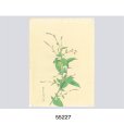 画像3: 花を描く　堅山南風素描集 (3)