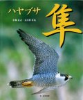 隼  五百沢日丸、小林正之著　
